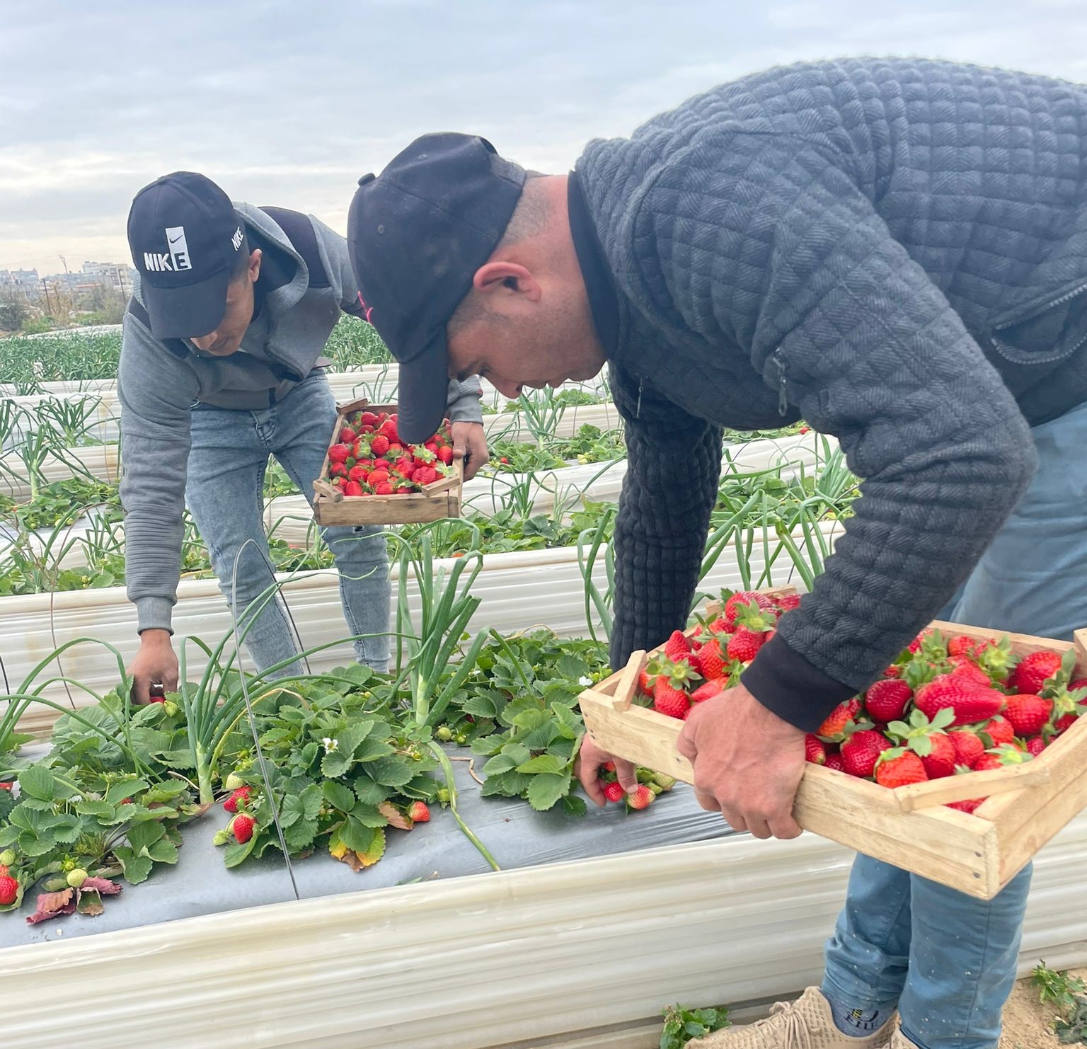 Palestinian farmers harvesting strawberries in Beit Lahia, the Gaza Strip, ahead of their export, 23 February 2023. Photo by OCH