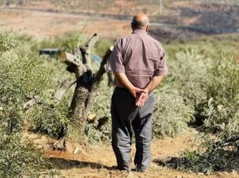 A Palestinian farmer standing amid olive trees that were cut off by settlers as the harvest season began, Qusra village (Nablus). Photo courtesy of the community