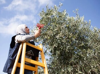 Olive picking in the West Bank, October 2022. Photo by UNRWA.