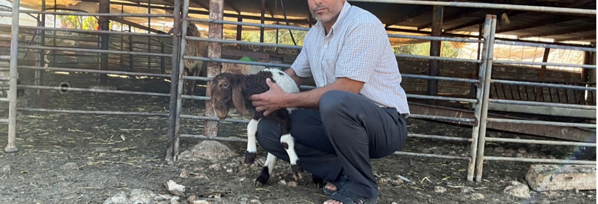 Suliman Zaid, from Ras 'Ein al 'Auja, with an injured goat in front of his animal shelter, where Israeli settlers stole over 1,000 livestock from the Palestinian community. Photo by OCHA